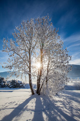Schöne Winterbäume