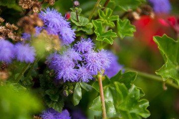 colorful purple flowers amidst lush foliage