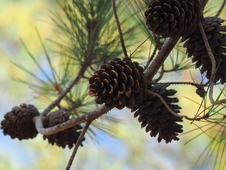 Cones on a tree