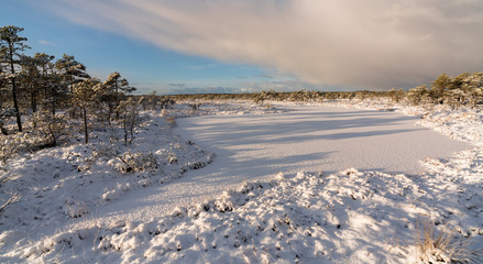 Winter landscape in Kakerdaja raised bog in Estonia. Thin layer of white fresh snow covering poor moorland pines (Pinus sylvestris var. nana), frozen ground and bog pools. Low sun casts orange light.