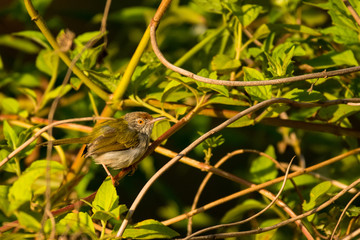 Common Tailorbird / Orthotomus sutorius