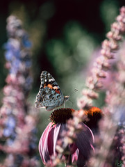 butterfly on flower