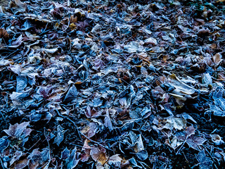 Fläche mit vereisten Blättern, die von Raureif überzogen als Hintergrund geeignet sind