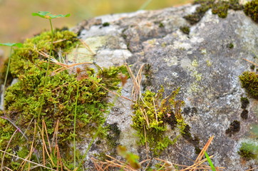 A large gray stone overgrown with green moss. Close up. Selective focus.