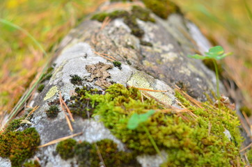 A large gray stone overgrown with green moss. Close up. Selective focus.
