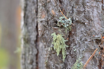 The trunk of a tree overgrown with moss. To use as background. Selective focus. Close up.