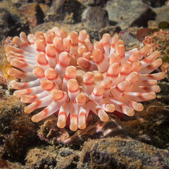 colorful anemone in sea of okhotsk
