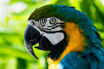 blue and yellow macaw