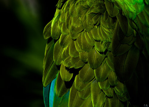 Green Feathers