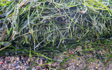 Close up of frozen seaweed (latin: fucus) wall on sandy beach. Green sea grass is full on sand grain, frosty water droplets and icicles. Kaberneeme beach in North of Estonia.