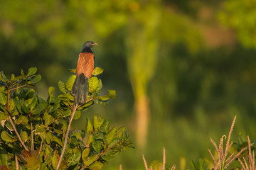 Greater Coucal / Centropus sinensis