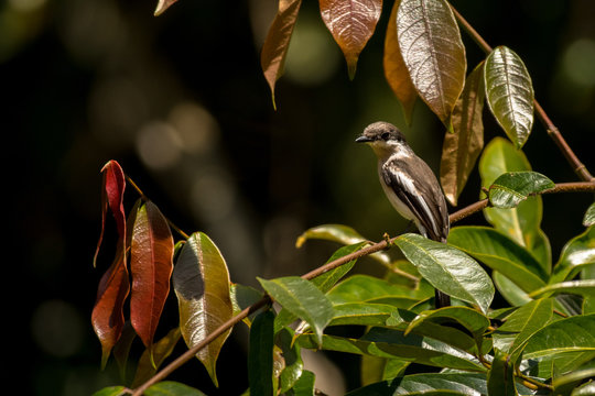 Bar Winged Flycatcher Shrike / Hemipus Picatus