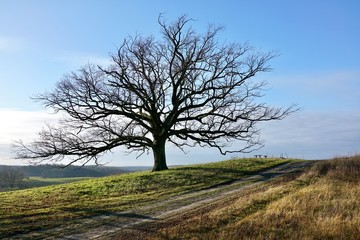 oak tree without leaves