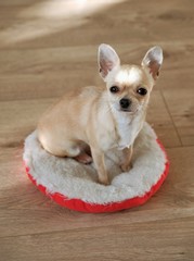Mini beige chihuahua dog, closeup portrait puppy