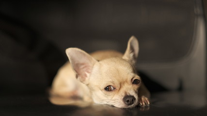Funny mini beige chichuahua, closeup portrait, cute puppy, isolated on black background