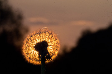 dandelion infront sunset
