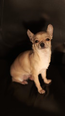 Funny mini beige chichuahua, closeup portrait, cute puppy, isolated on black background