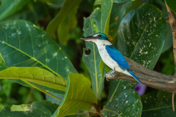 Collared Kingfisher / Todiramphus chloris