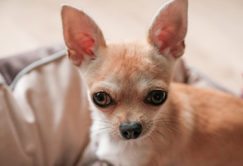 Mini beige chihuahua dog, closeup portrait puppy