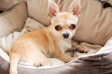 Mini beige chihuahua dog, closeup portrait puppy