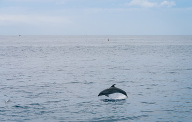Fototapeta premium Salto de un delfín en el océano Atlántico, Tenerife