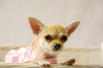 Beautiful chihuahua pup in pink dress