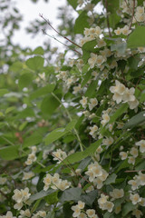 jasmine