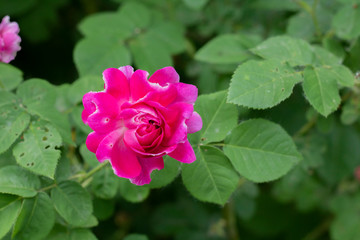 pink rose in the garden