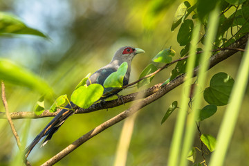 Green-billed Malkoha / Phaenicophaeus tristis