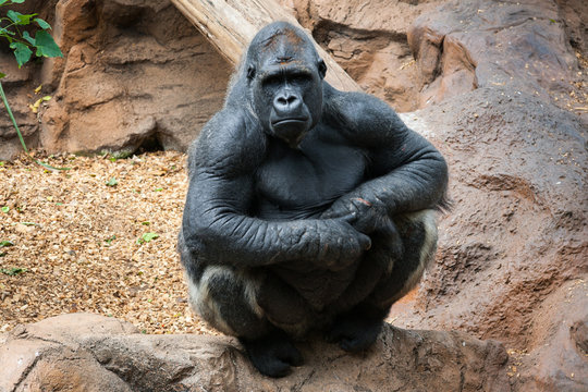 Retrato de un primate observando tranquilo