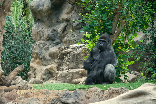 Primate posando tranquilo ante un turista curioso