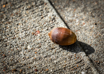 Acorn on concrete!