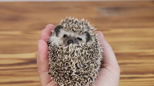 Cute African pygmy hedgehog lying on its back in human hand. Domestic animal, funny pet.
