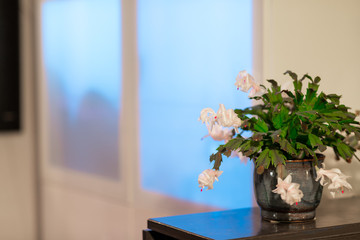 Plant in a modern home