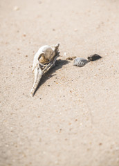 skull of a dead bird on a background of gray lifeless sand in the desert. Ecology and extinction of species