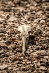 skull of a dead bird on a background of gray lifeless sand in the desert. Ecology and extinction of species