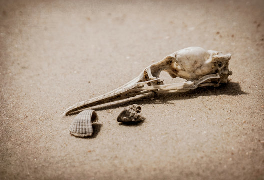 Skull Of A Dead Bird On A Background Of Gray Lifeless Sand In The Desert. Ecology And Extinction Of Species
