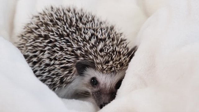 Cute little African pygmy hedgehog  sniffing around.  Funny pet.