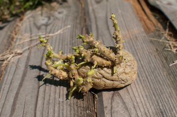 Potato with sprouts closeup ready to plant