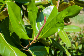 Magnolia bud and green leaves closeup as floral background