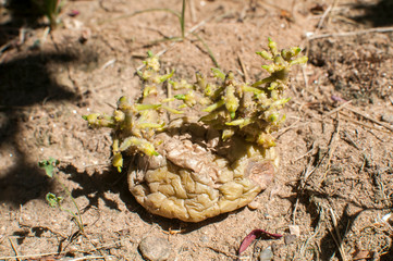 Potato with sprouts closeup ready to plant