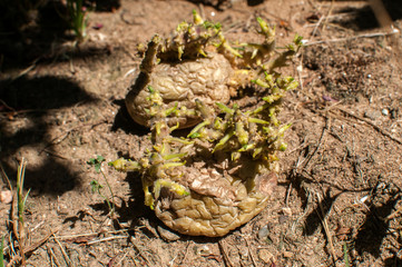 Potato with sprouts closeup ready to plant