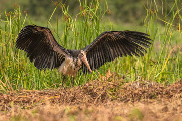 Lesser Adjutant / Leptoptilos javanicus