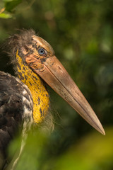 Lesser Adjutant / Leptoptilos javanicus