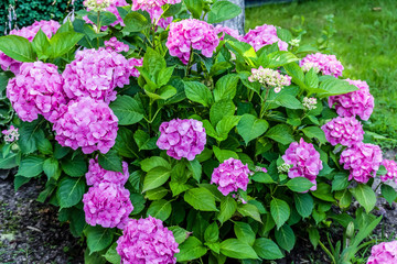 hydrangea bush of blooming pink flowers on a background of green leaves growing on the ground in the garden Full frame zoom