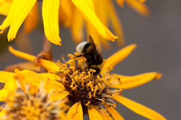 bee on yellow flower