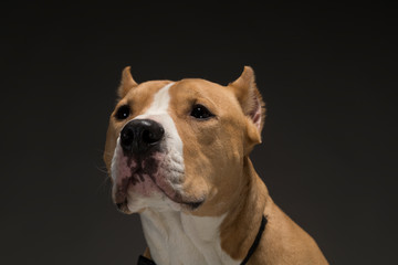 Staffordshire Terrier dog breed on a gray background