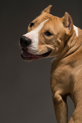 Staffordshire Terrier dog breed on a gray background