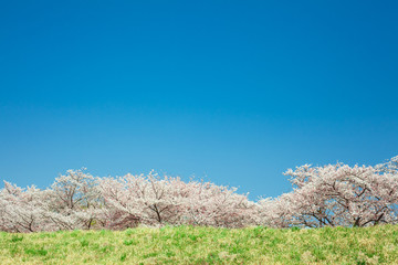 桜　青空