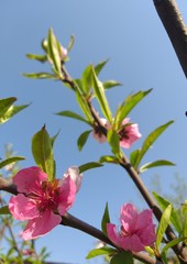 Spring blossom tree, background blue sky